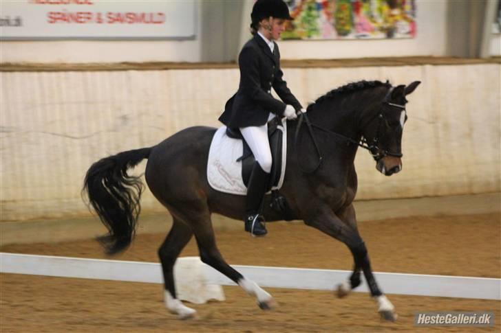 New Forest Opbroek´s Aron (solgt) - igen  billede 16