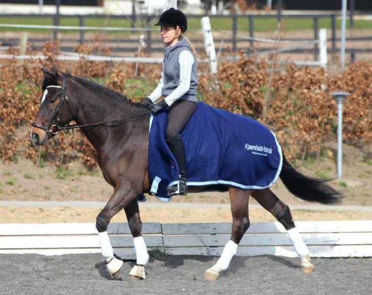 New Forest Opbroek´s Aron (solgt) - skidter af :P billede 17