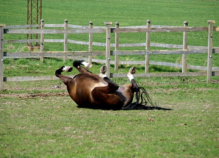 Anden særlig race Cougar(R.I.P.-22/4-11) billede 19