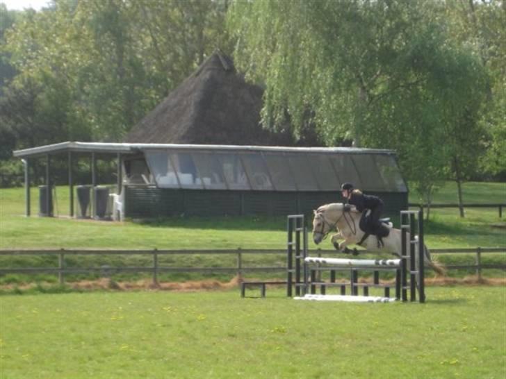 Fjordhest Strædesgaardens Max Motor - Spring træning OHR 09 billede 10