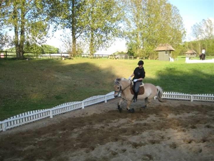 Fjordhest Strædesgaardens Max Motor - Lidt dressur skal der også til billede 11