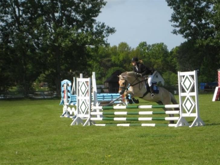 Fjordhest Strædesgaardens Max Motor - OHR stævne 09 billede 13