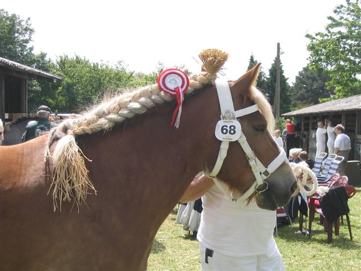 Belgier Bondagergaards Josefine  - Fik max point 24 på skue i år 2005. billede 7