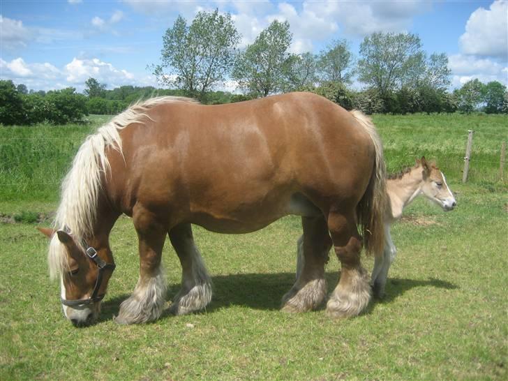 Belgier Bondagergaards Josefine  - Sommeren 2009.  Lille Jacline står og leger gemme.   billede 8