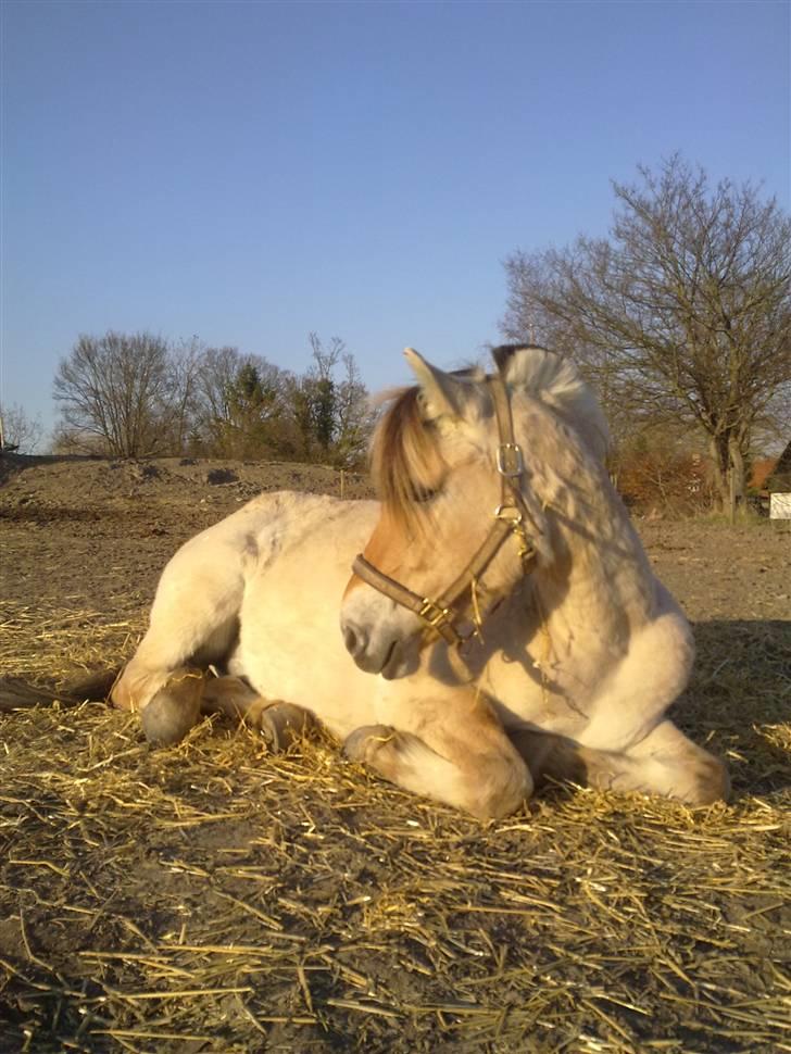 Fjordhest Fønix Frode billede 9