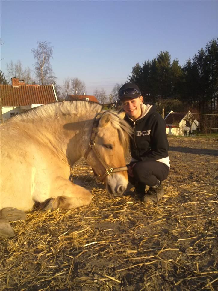 Fjordhest Fønix Frode billede 10