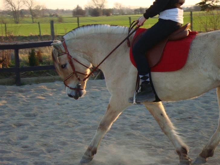 Fjordhest Fønix Frode billede 11