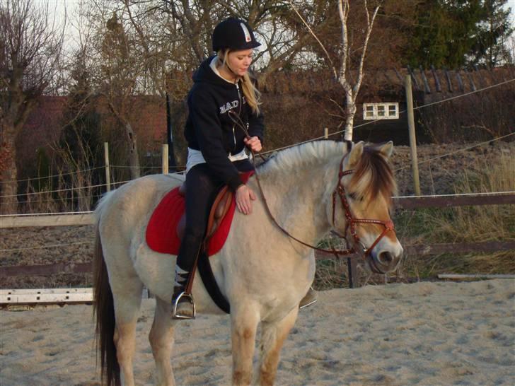 Fjordhest Fønix Frode billede 12