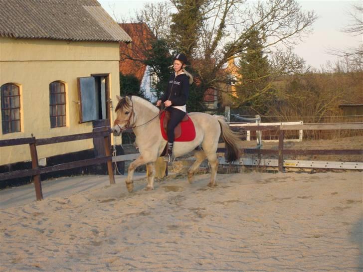 Fjordhest Fønix Frode billede 13