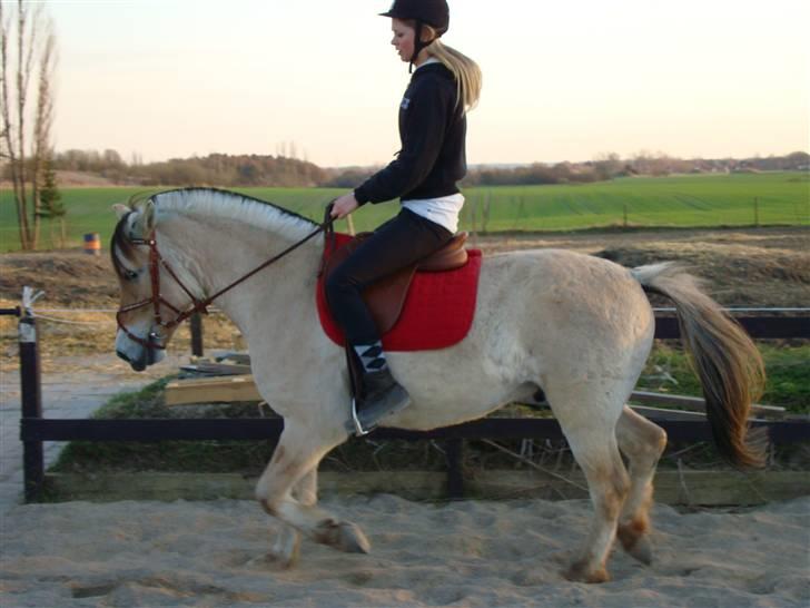 Fjordhest Fønix Frode billede 14