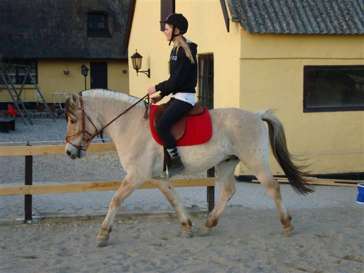 Fjordhest Fønix Frode billede 15