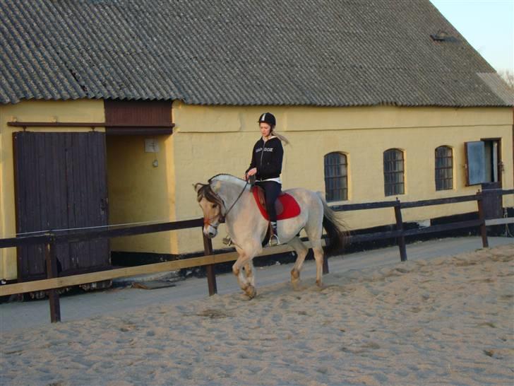 Fjordhest Fønix Frode billede 16