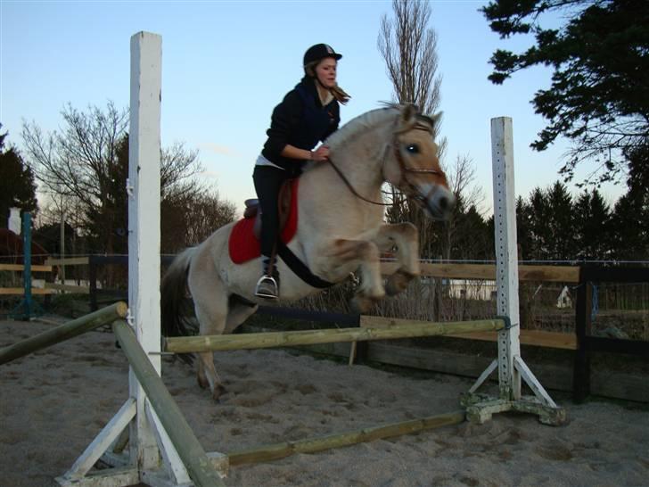 Fjordhest Fønix Frode billede 17
