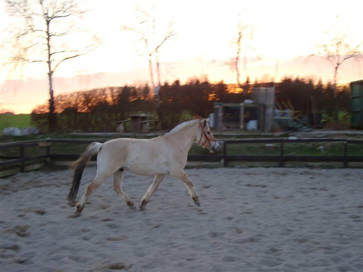 Fjordhest Fønix Frode billede 18