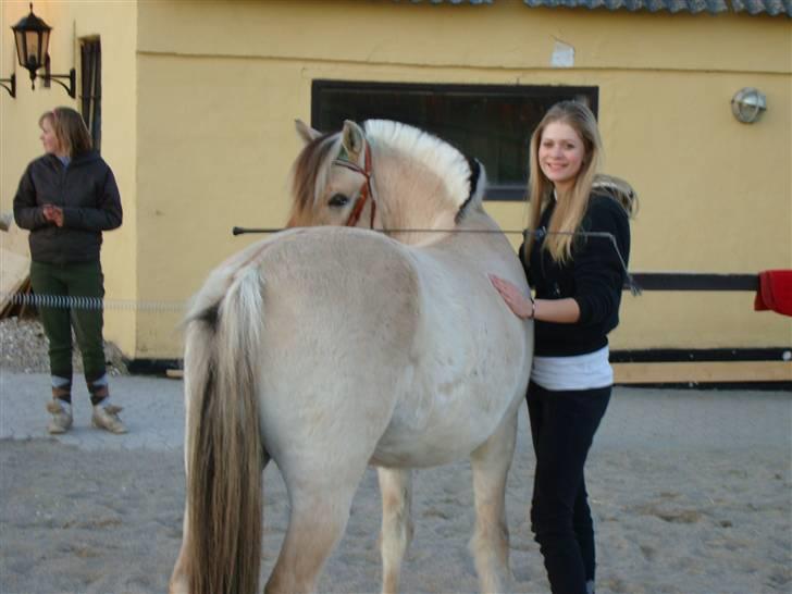 Fjordhest Fønix Frode billede 19
