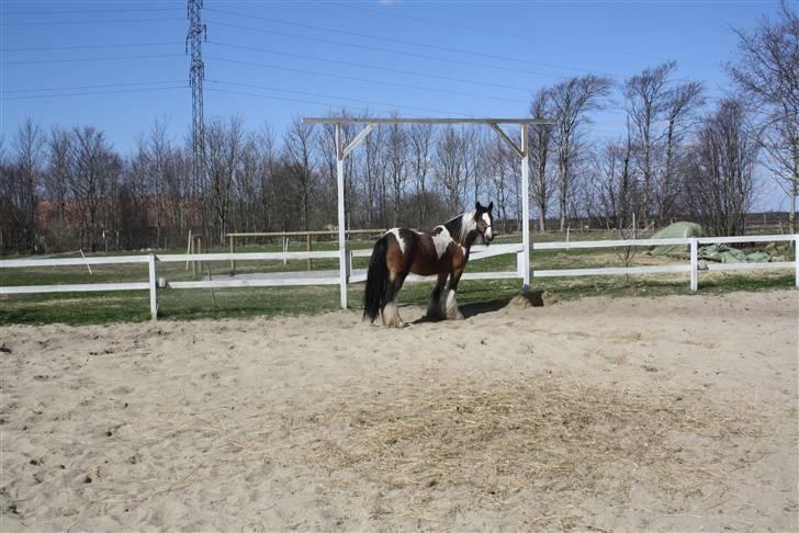 Irish Cob caramella billede 10