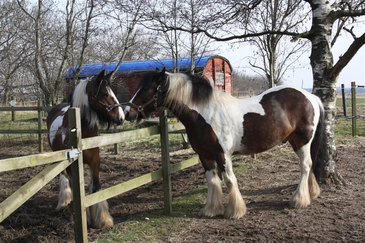 Irish Cob caramella billede 11