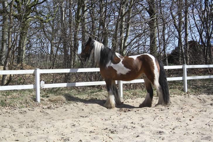 Irish Cob caramella billede 12