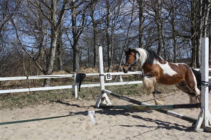 Irish Cob caramella billede 13