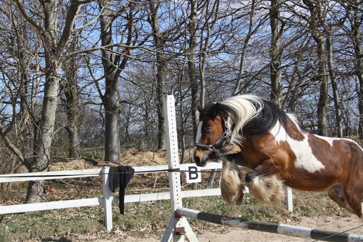 Irish Cob caramella billede 14