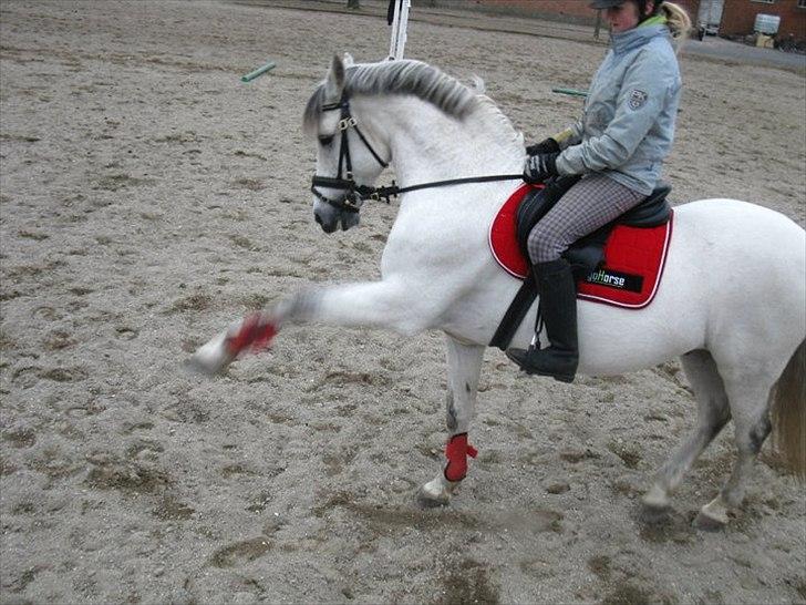 Hollandsk Sportspony Antonio - 20: se hvad min pony kan :D <3  billede 18