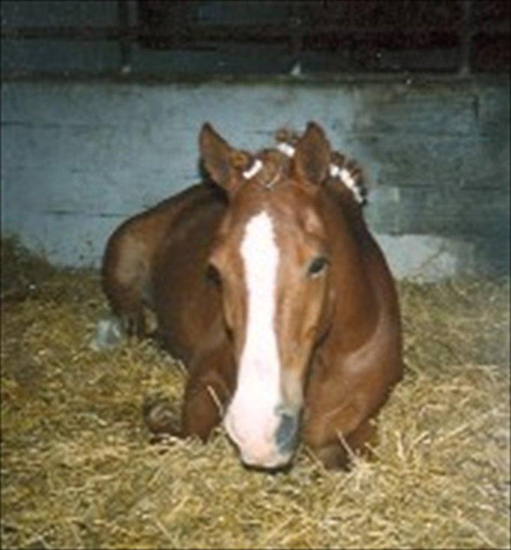 Anden særlig race Flicka billede 14