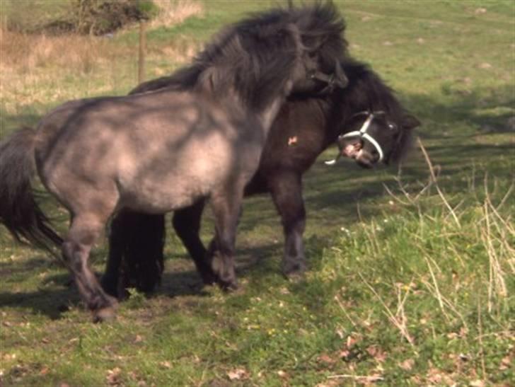 Shetlænder Bøgeskov's Gollie - Gollie 2 år. Forårsleg billede 4