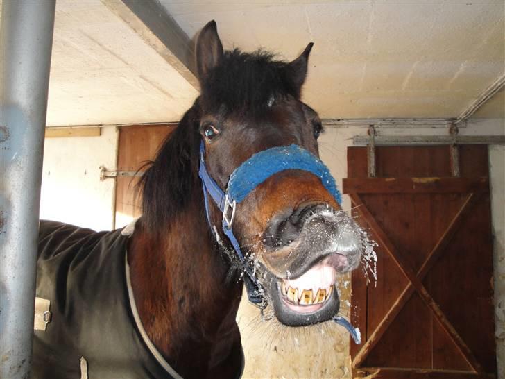 New Forest Ida´s Moonlight *Monty* - APPELSIIIIN ! billede 2