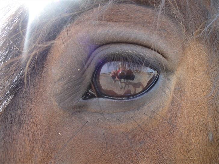 New Forest Ida´s Moonlight *Monty* - alle væseners kendetegn, er øjnene <3  billede 3