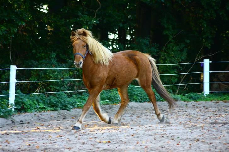 Islænder Rós fra Sauðanesi - Rós i en meget smuk trav :)<3 billede 10