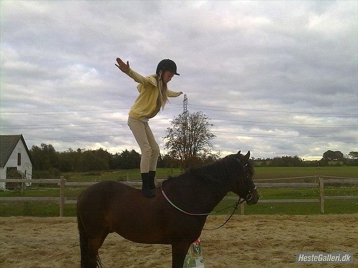 New Forest Ida´s Moonlight *Monty* - virkelig en hest som man kan stole på <3 billede 4