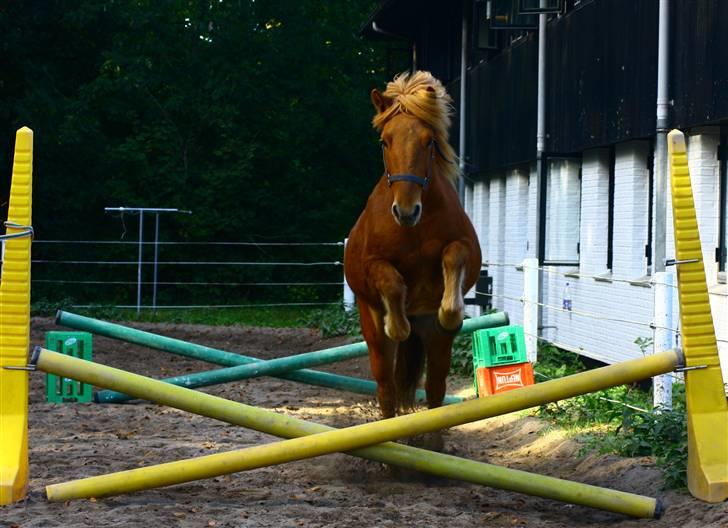 Islænder Rós fra Sauðanesi - Rós lystspringer for første gang :O <3   billede 11