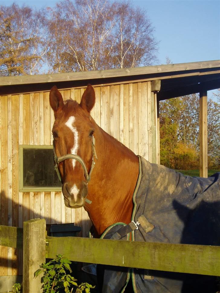 Hannoveraner Windsor D. - Rigtig fin og sød hest, med en god gang og et meget venligt sind. billede 1