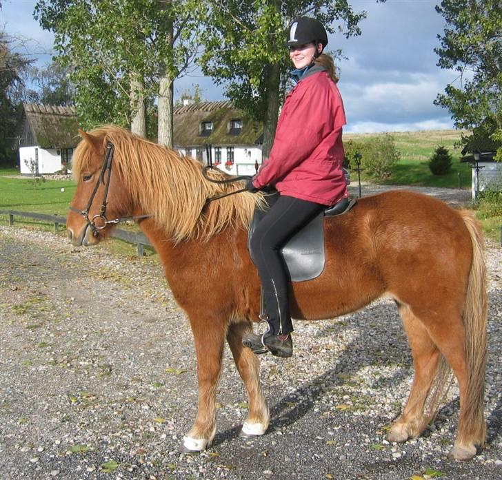 Islænder Rós fra Sauðanesi billede 12