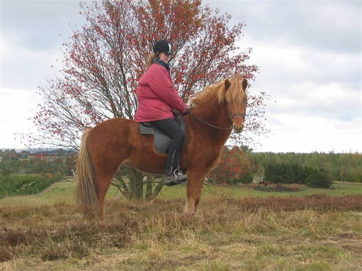 Islænder Rós fra Sauðanesi billede 13