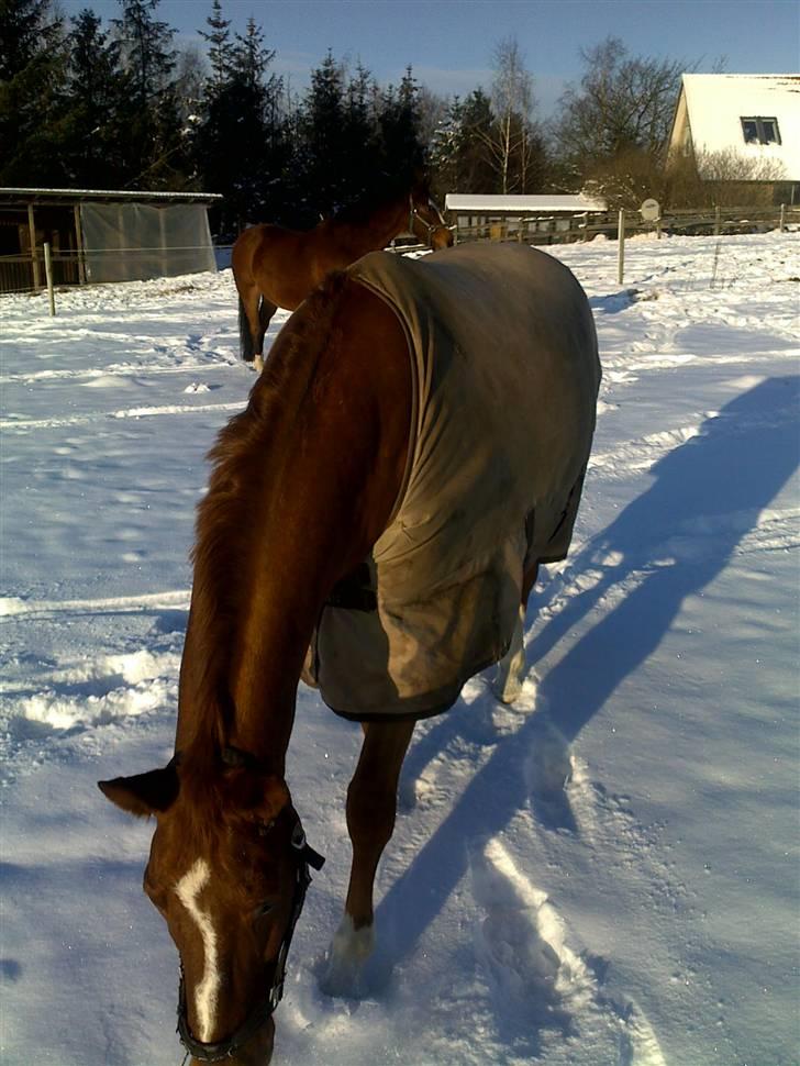 Hannoveraner Windsor D. billede 2