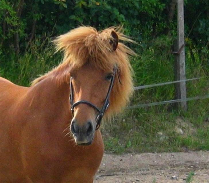 Islænder Rós fra Sauðanesi billede 14