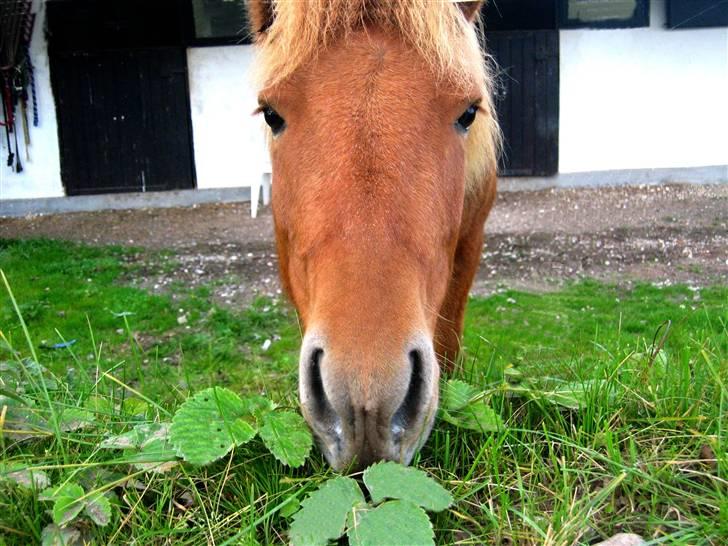 Islænder Rós fra Sauðanesi billede 15