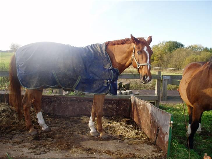 Hannoveraner Windsor D. - Windsor stiller sig i sin mødding og ved godt at han ikke må, derfor de sænkede ører. billede 3