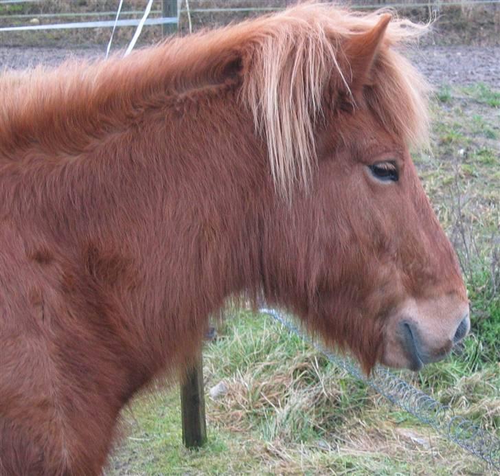 Islænder Rós fra Sauðanesi billede 16