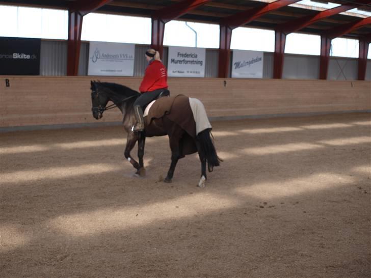 Dansk Varmblod Diavolo billede 4