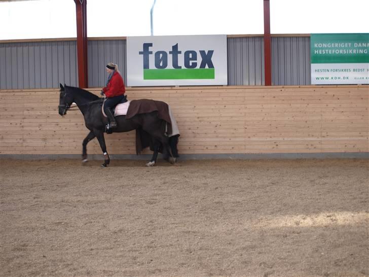 Dansk Varmblod Diavolo billede 5