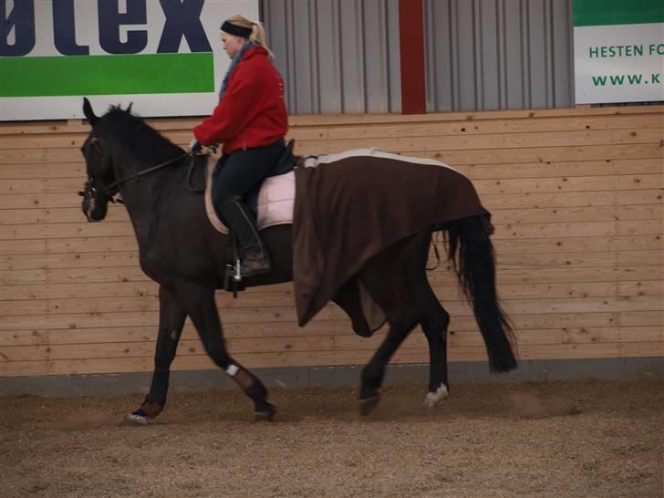 Dansk Varmblod Diavolo billede 6