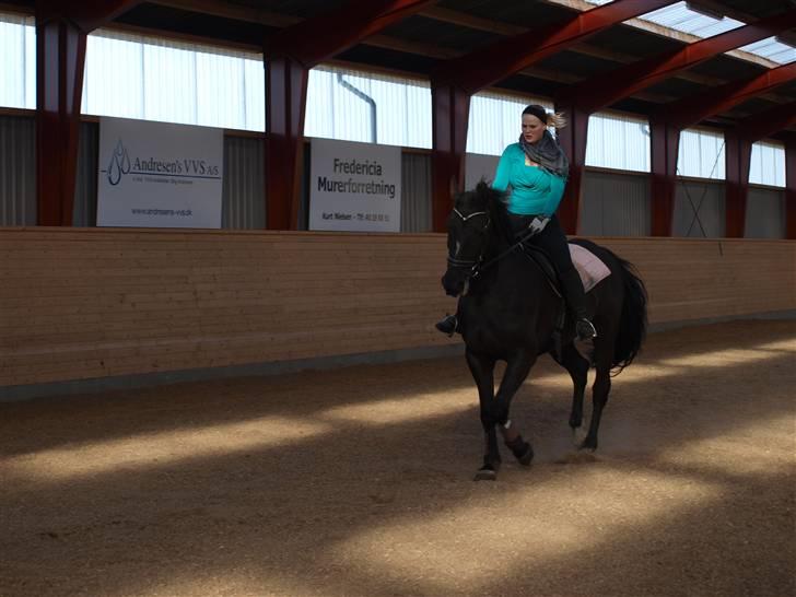 Dansk Varmblod Diavolo billede 7