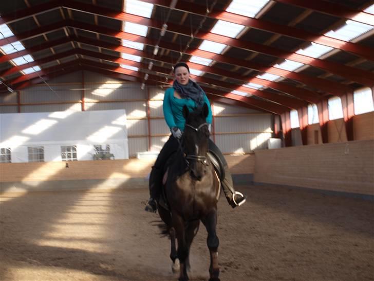 Dansk Varmblod Diavolo billede 8