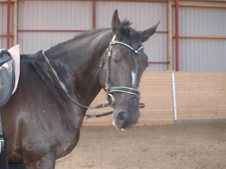 Dansk Varmblod Diavolo - altså det er kedeligt det har :P billede 9