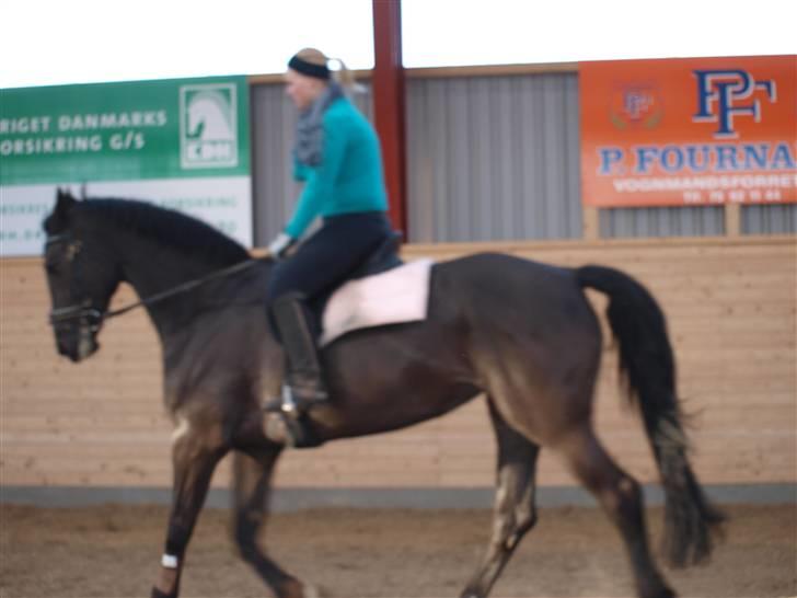 Dansk Varmblod Diavolo billede 10