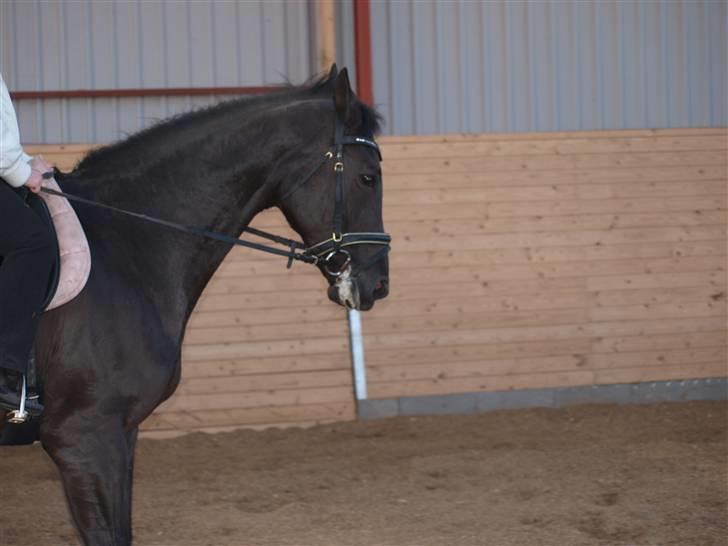 Dansk Varmblod Diavolo billede 11