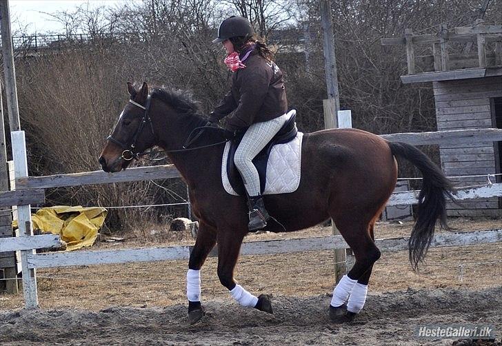Anden særlig race Indian Pride | Indisk stolthed - Ring ridning i galop <3.
Februar 2011 (Foto: Marina Bohn Hansen)  billede 8