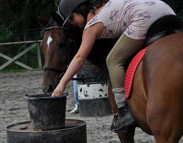 Anden særlig race Indian Pride | Indisk stolthed - Pony Games i sommer vejr.
August 2010 (Foto: Marina Bohn Hansen) billede 9
